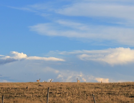 Llamas outstanding in their field